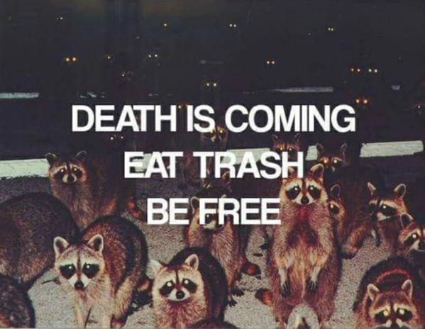 a group of raccoons looking at the viewer with text “death is coming, eat trash, be free”