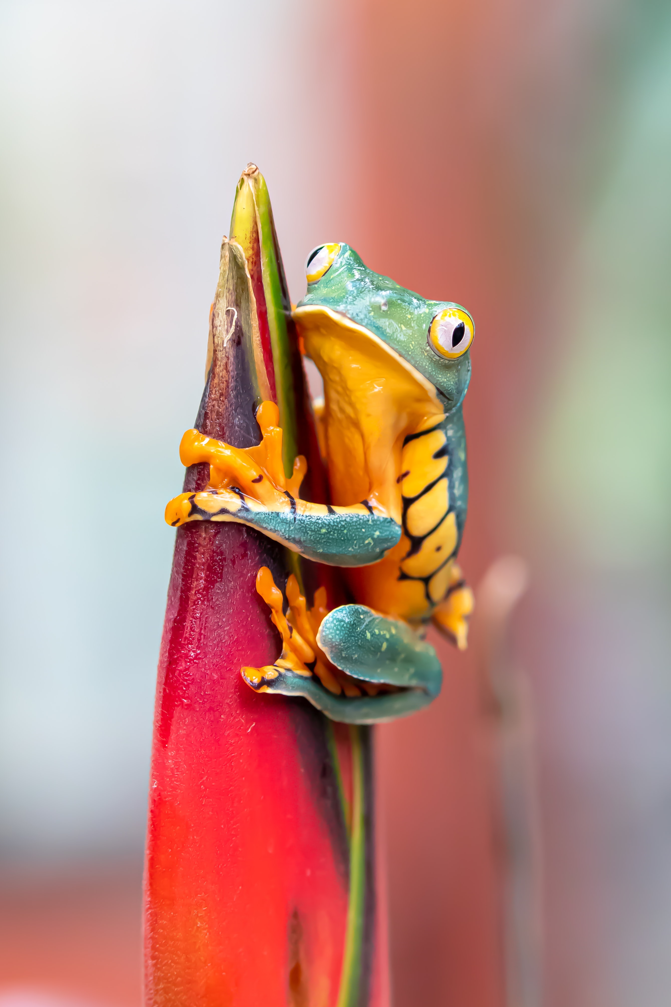 A frog on a flower, nervously looking at you as you contemplate whether to eat it.