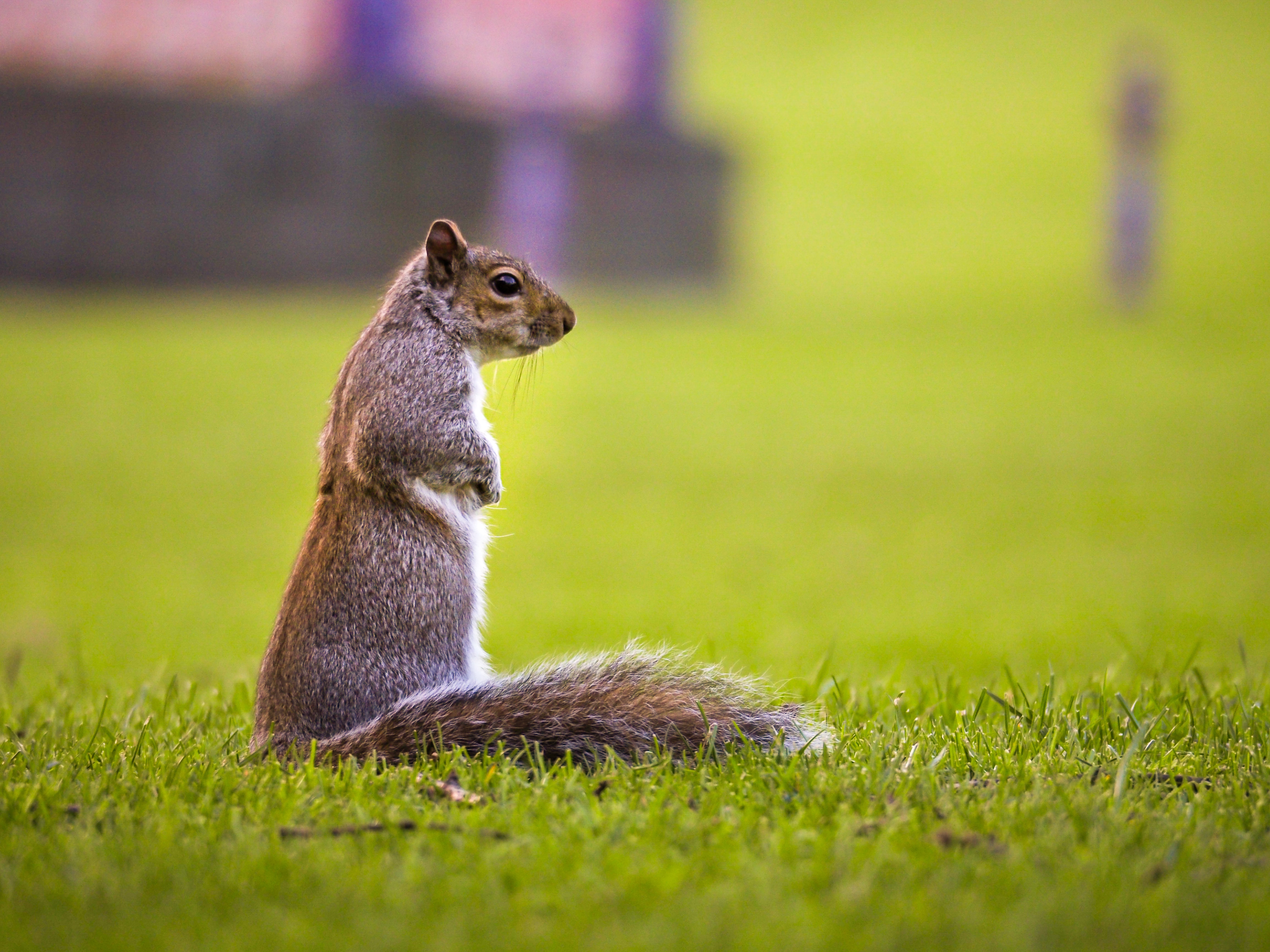 photo of a squirrel in a grass field