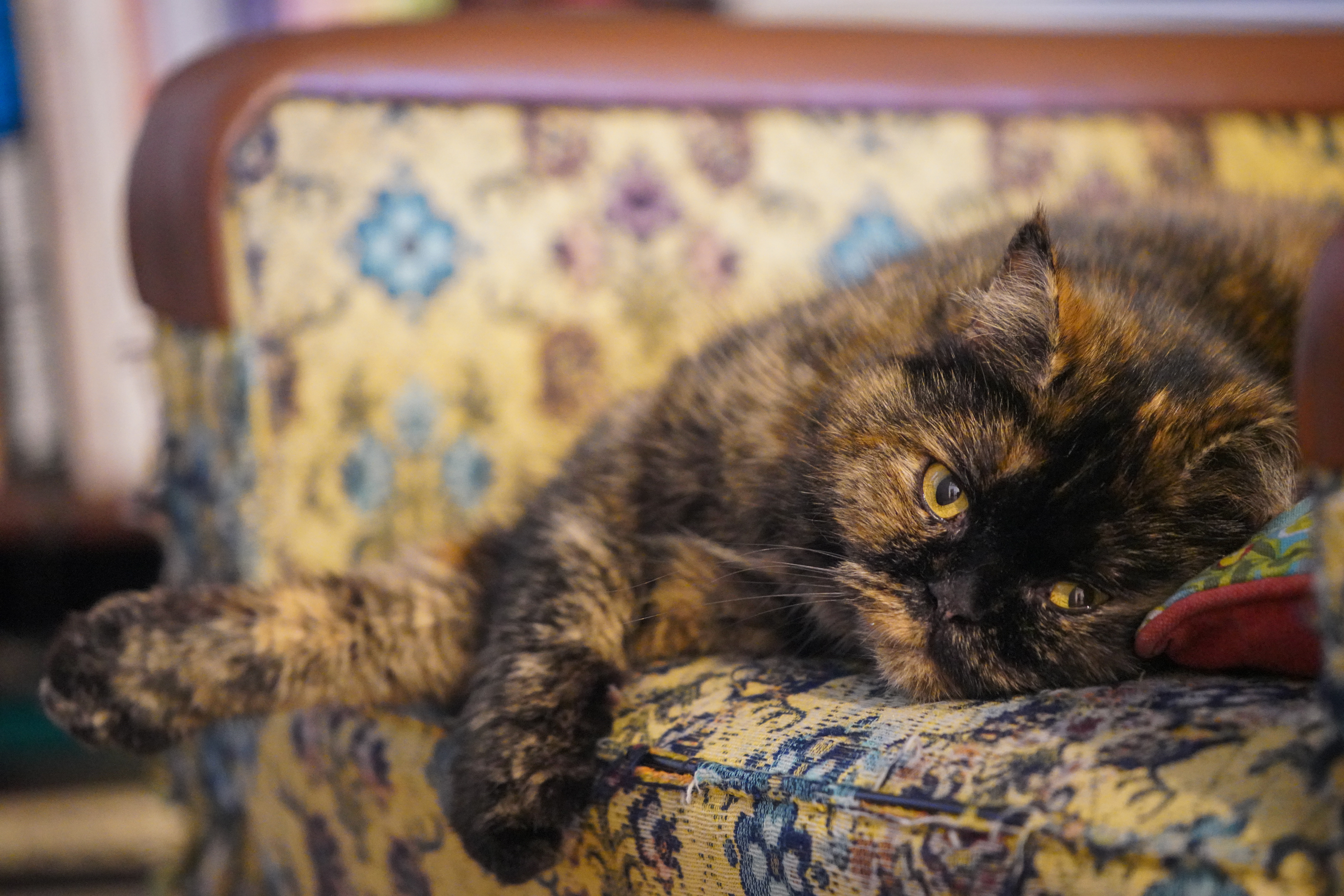 photo of a cat relaxing on a couch